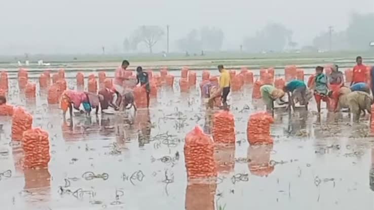 পানিতে নেমে আলু তুলছেন কৃষকেরা, কেজিতে লোকসান ৬-৭ টাকা  !